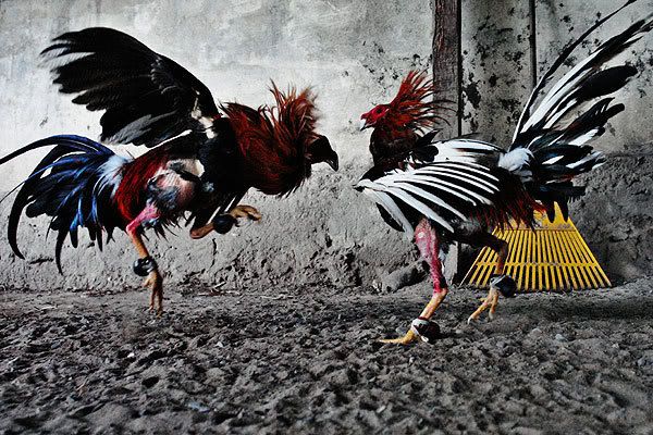 Cocks Fighting