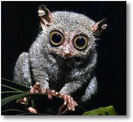 [Image: tarsier4.jpg]