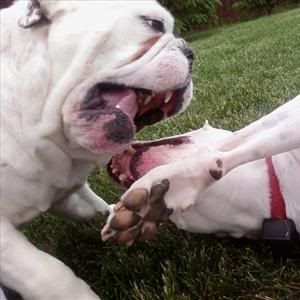 vicious