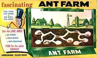 ant farm Pictures, Images and Photos