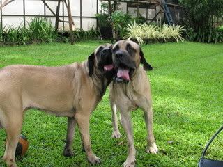 biggest mastiff