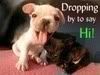 th_dogs.jpg