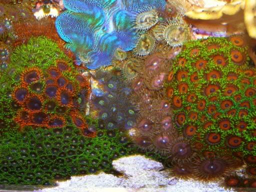 Zoas.jpg