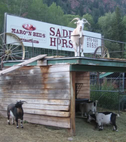 Goats in Aspen