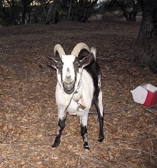 goat from sue bob red stapler