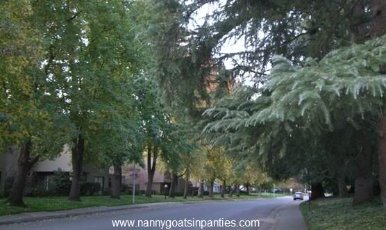 sacramento city of trees