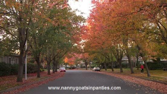 sacramento city of trees