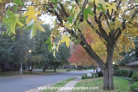 sacramento city of trees