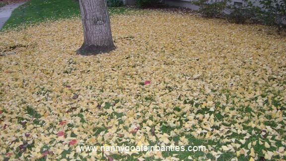 sacramento city of trees