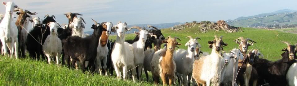 Nanny Goats in Panties