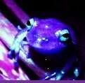 Purple Frog Cat Badge ... click me!!