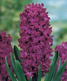 hyacinth woodstock