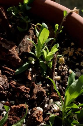 dianthus early november