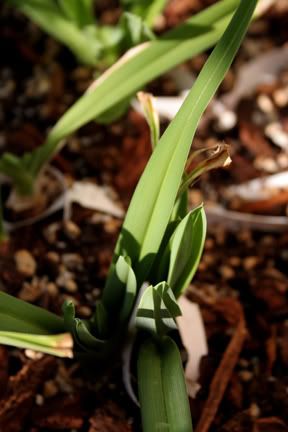 Daylilies