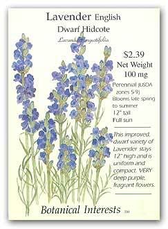 lavender dwarf hidcote