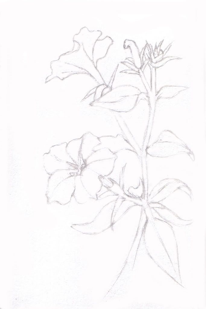 Petunia Sketch