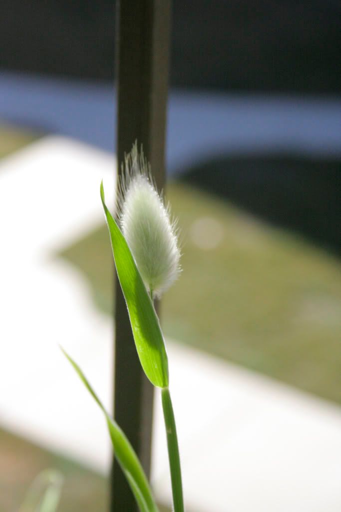 bunny tails grass