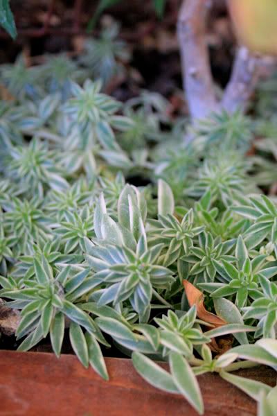 variegated carpet sedum