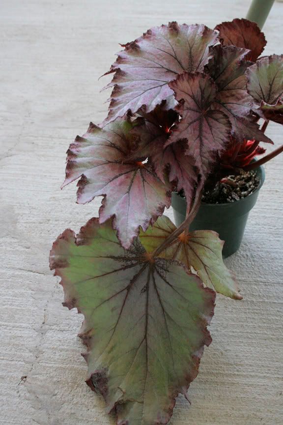 begonia