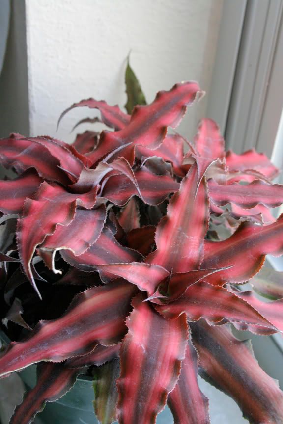 Cryptanthus Red Star