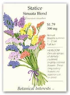 statice sinuata blend