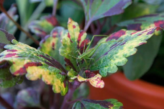 coleus