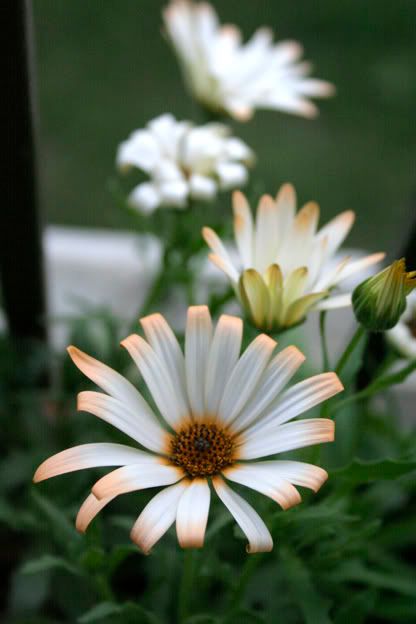 osteospermum aurtiaca