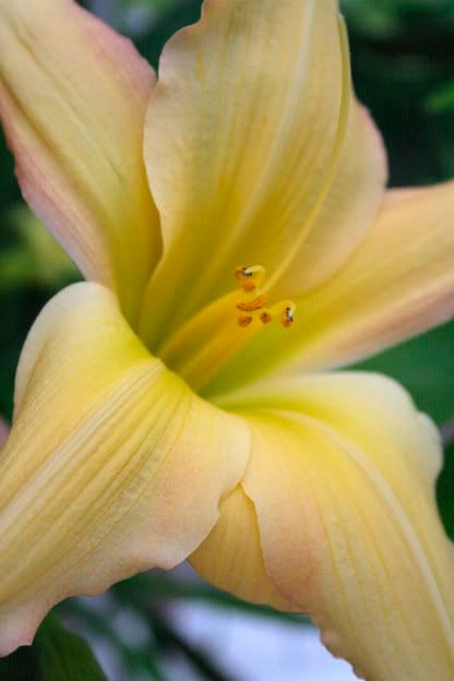 abstract art daylily