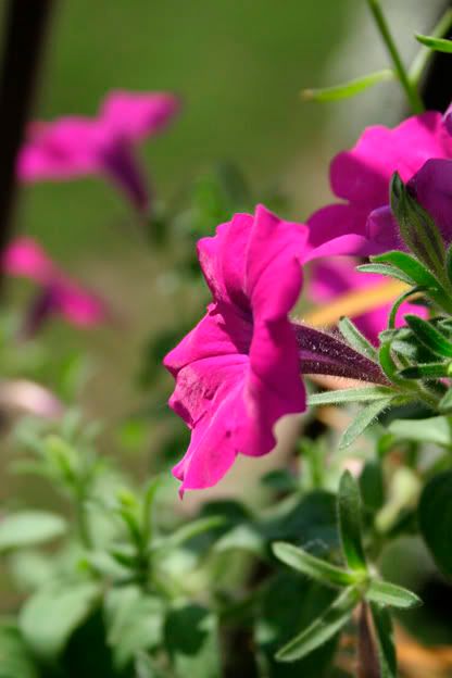 laura bush petunia