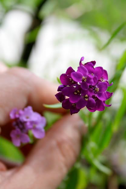 candytuft