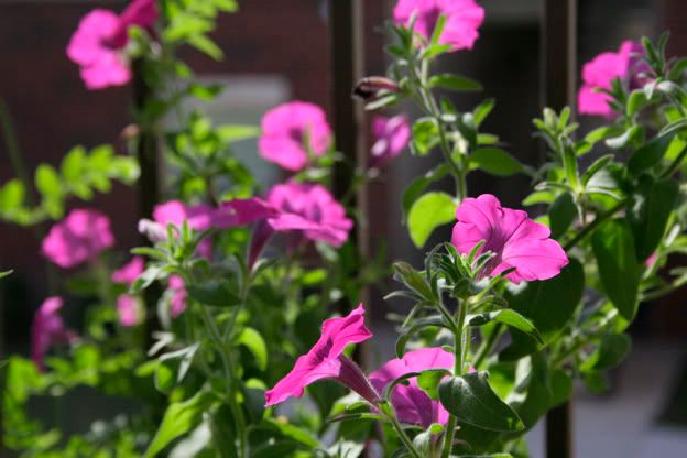 laura bush petunias