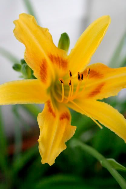 daylily