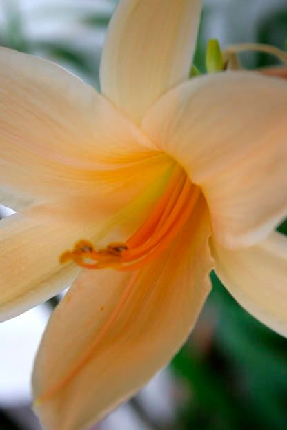 daylily