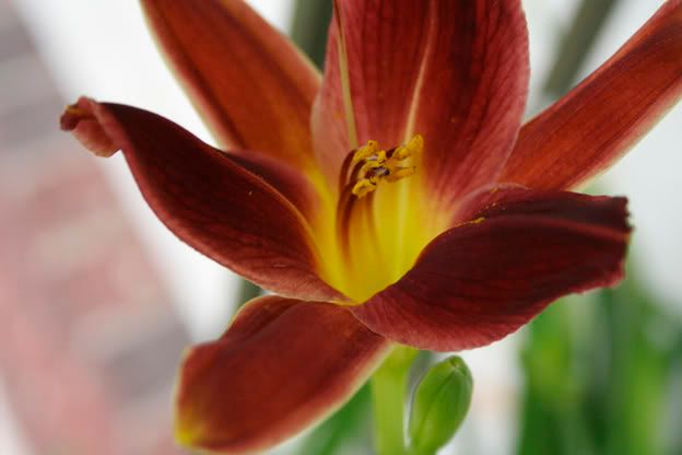 daylily