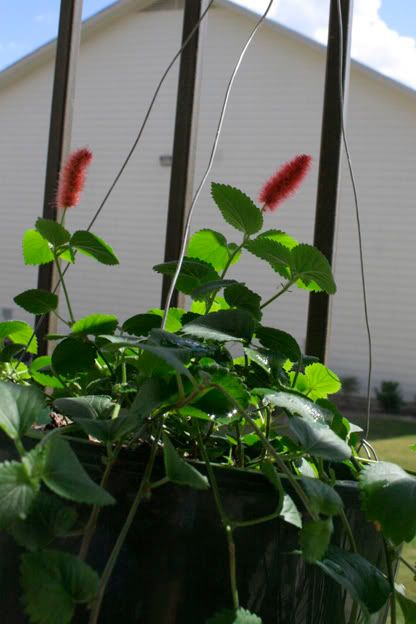 Chenille Firetail