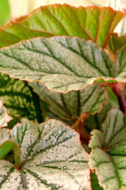 angle wing begonia frosty