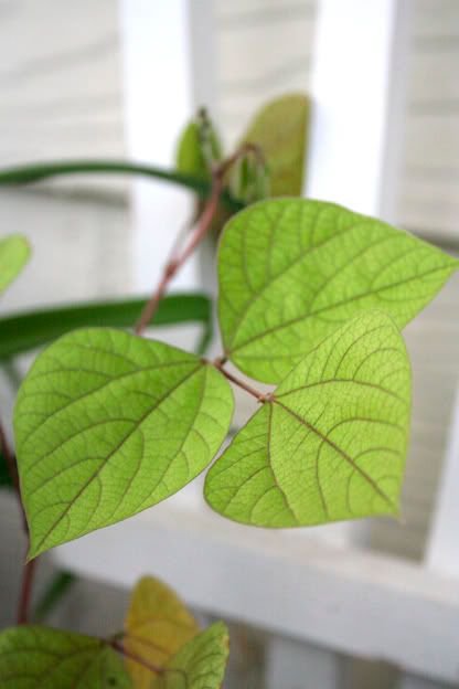 hyacinth bean vine