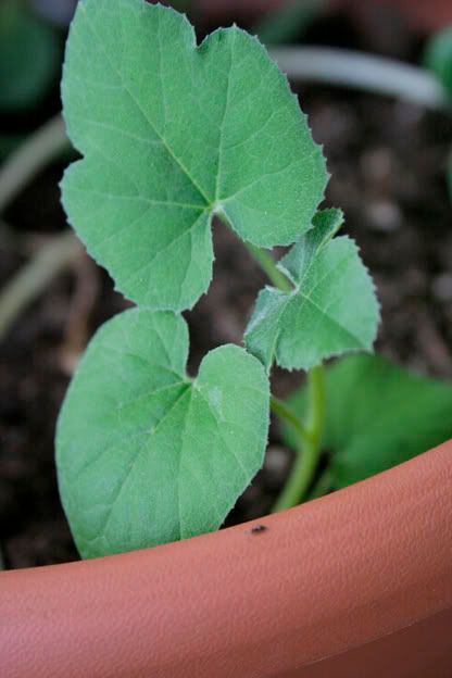 winter squash