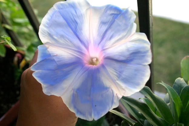 mt fuji morning glory