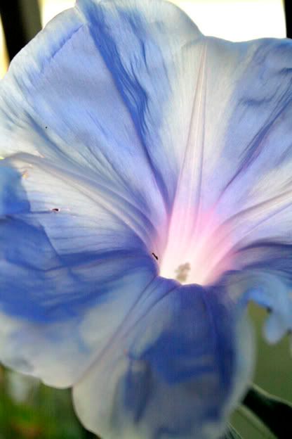 mt fuji morning glory