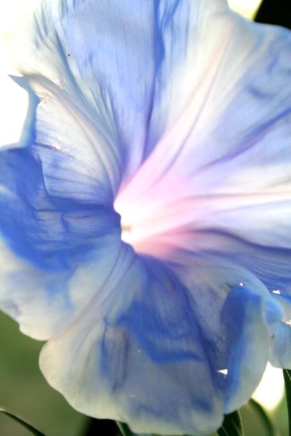 mt fuji morning glory