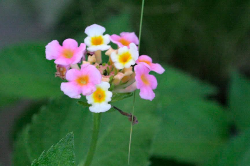 confetti lantana