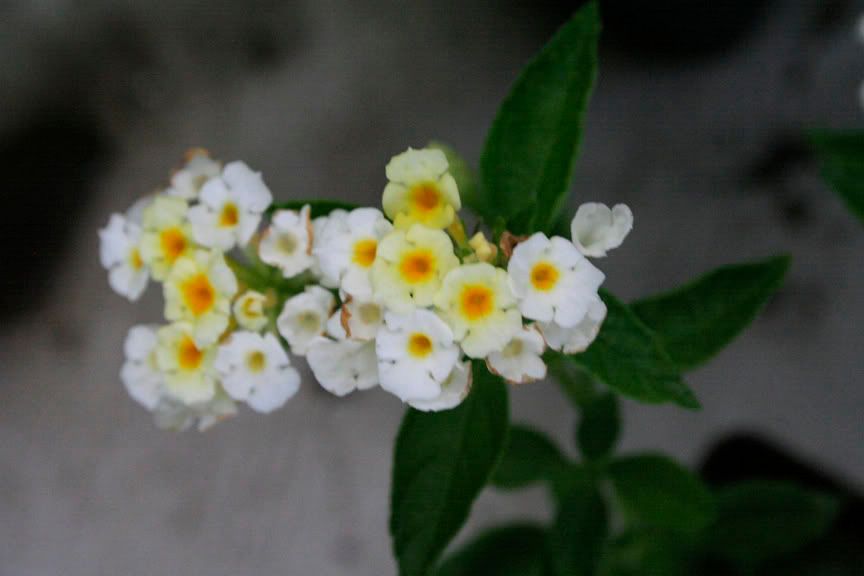 silver mound lantana