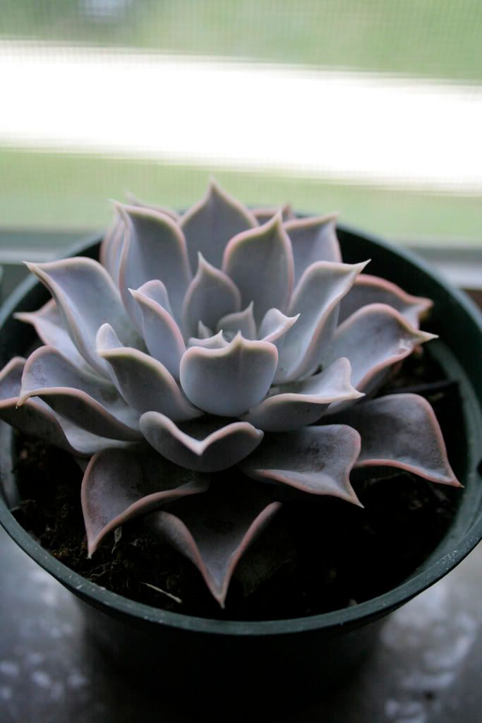 echeveria