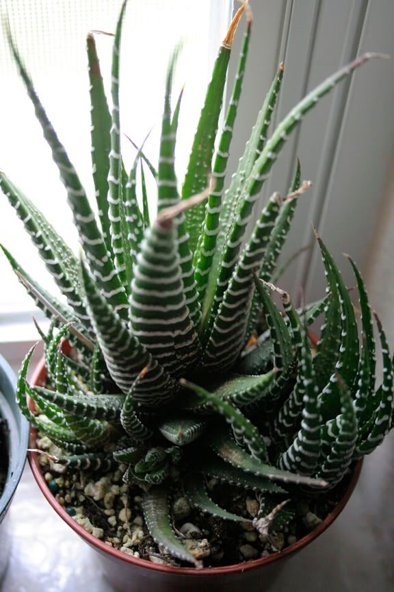 haworthia fasciata