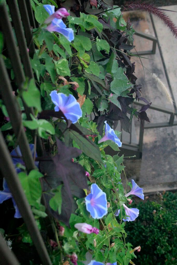 morning glory and sp vine