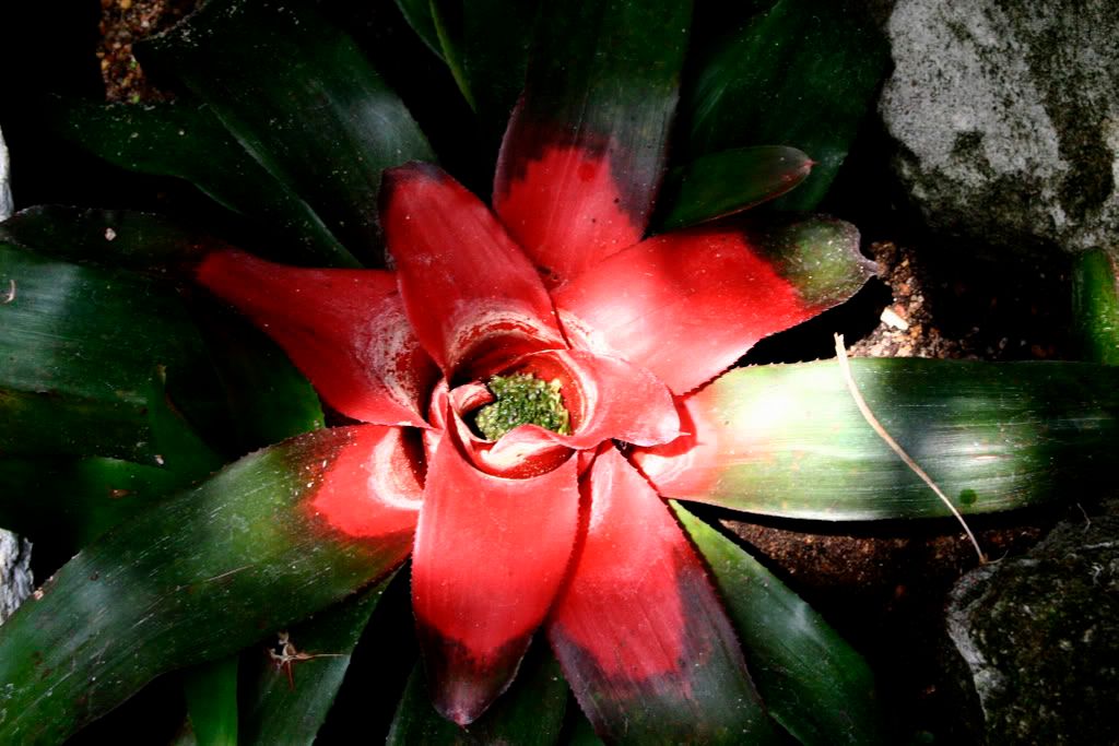 bromeliad