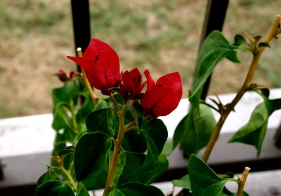 bougainvillea