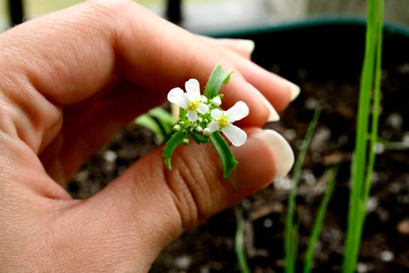 candytuft