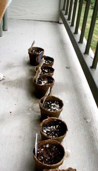 peat pots